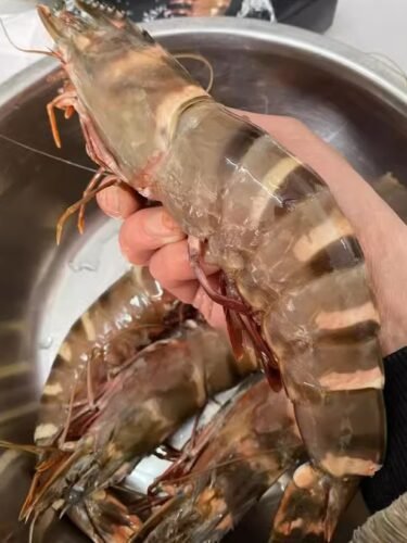 Extra large black tiger prawns, sent live frozen. photo review