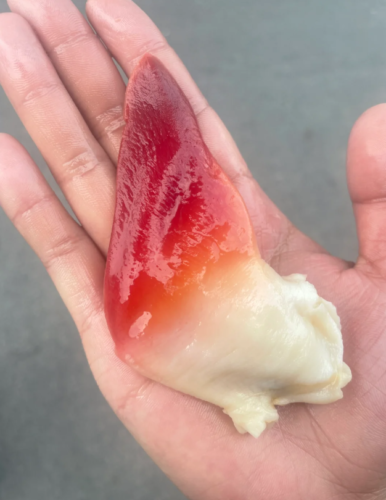 Extra Large Sashimi-Grade Arctic Surf Clam photo review