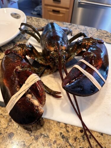4530g+ North Atlantic Live Lobster photo review