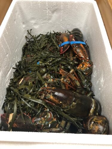 680g+ Live Maine Lobster photo review