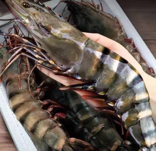 Extra large black tiger prawns, sent live frozen. photo review