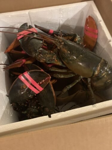 1820g+ North Atlantic Live Lobster photo review