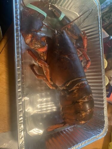 1820g+ North Atlantic Live Lobster photo review