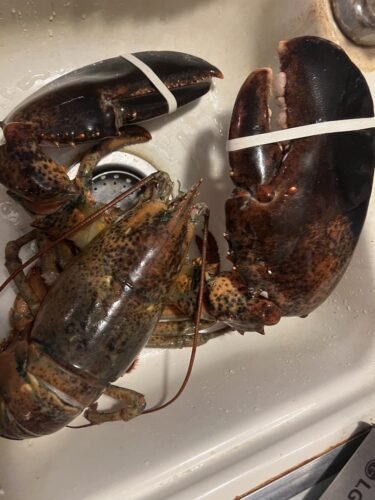 4530g+ North Atlantic Live Lobster photo review