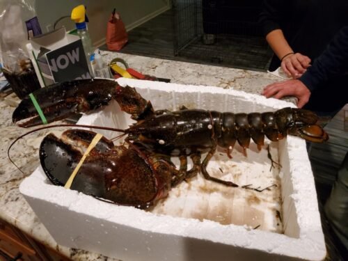 4530g+ North Atlantic Live Lobster photo review