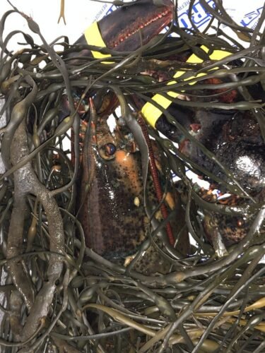 1820g+ North Atlantic Live Lobster photo review