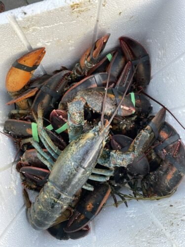 910g+ Live Maine Lobster photo review