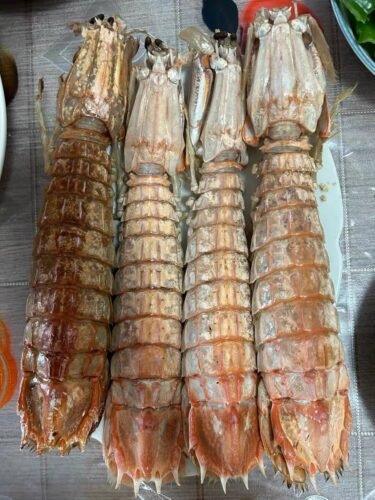 jumbo Mantis Shrimp Live Seafood Shipped with Oxygen Packs photo review