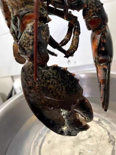 4530g+ North Atlantic Live Lobster photo review