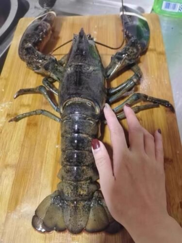 1820g+ North Atlantic Live Lobster photo review