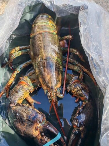 4530g+ North Atlantic Live Lobster photo review