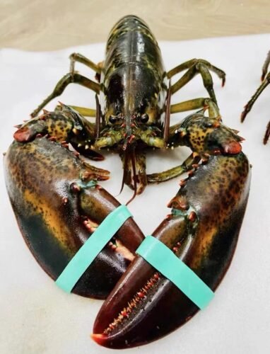 1820g+ North Atlantic Live Lobster photo review