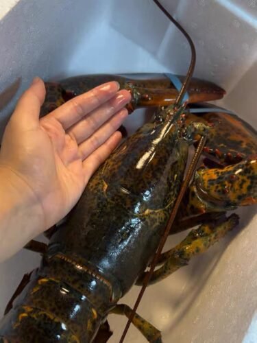 4530g+ North Atlantic Live Lobster photo review